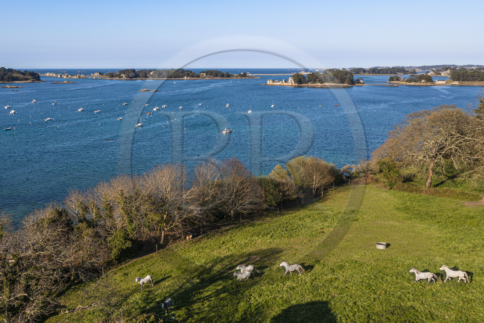 France, Côtes-d'Armor (22), Côte d'Ajoncs, Penvénan, Port Blanc, l'Anse de Pellinec vers Port Blanc avec les Iles de Saint Gildas et du Milieu en arrière plan et chevaux au paturage en bordure de mer (vue aérienne)