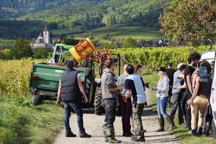 France, Haut Rhin, the Alsace Wine Route, Bergheim, grape harvest on a plot of the Wine estate Philippe Christ and the 14th century fortified church Saint Jacques le Majeur from Hunawihr in the background