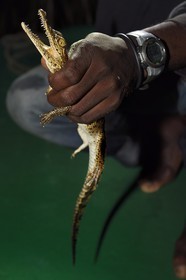 Gabon, province de Ogooué- Maritime, Parc National du Loango, observation de nuit d'un jeune crocodile dans la Lagune Iguéla