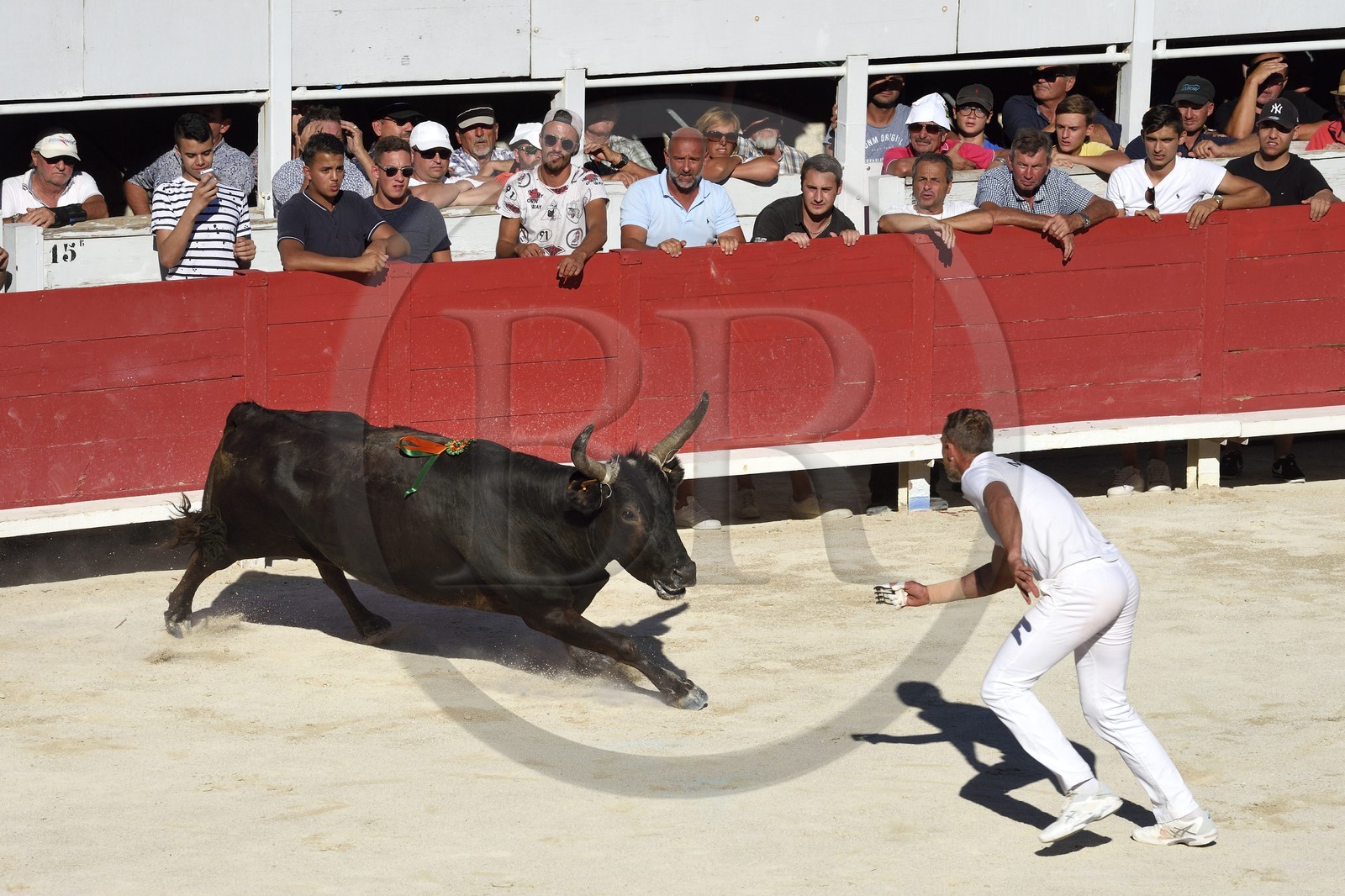 France, Bouches-du-Rhône (13), Arles, la course camarguaise  de la Cocarde d'Or aux Arènes, raseteur tentant d'attraper les attributs primés sur les cornes du taureau