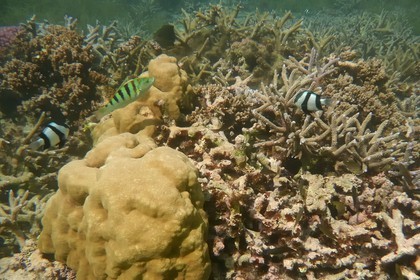 France, île de la Réunion, le récif corallien du lagon de la plage de Saint-Gilles et de l'Ermitage (vue sous-marine)