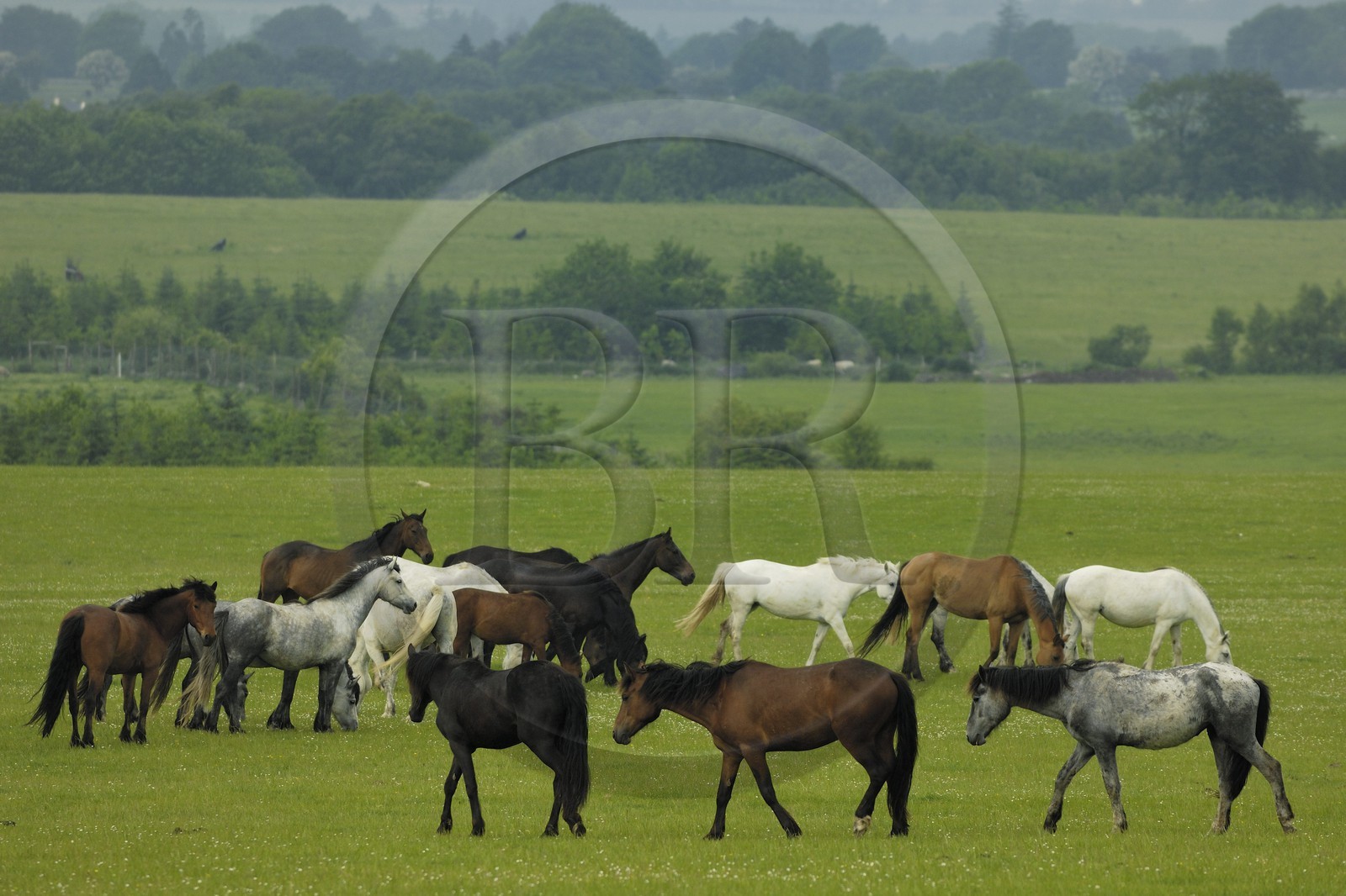 Irlande, Galway, chevaux dans un prés