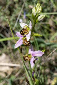 France, Vaucluse, Dentelles de Montmirail mountains, Bee orchid (Ophrys apifera)