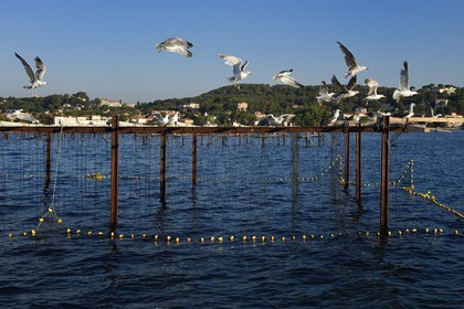 France, Var (83), La Seyne-sur-Mer, goélands au-dessus d'un parc à moules dans la baie de Tamaris