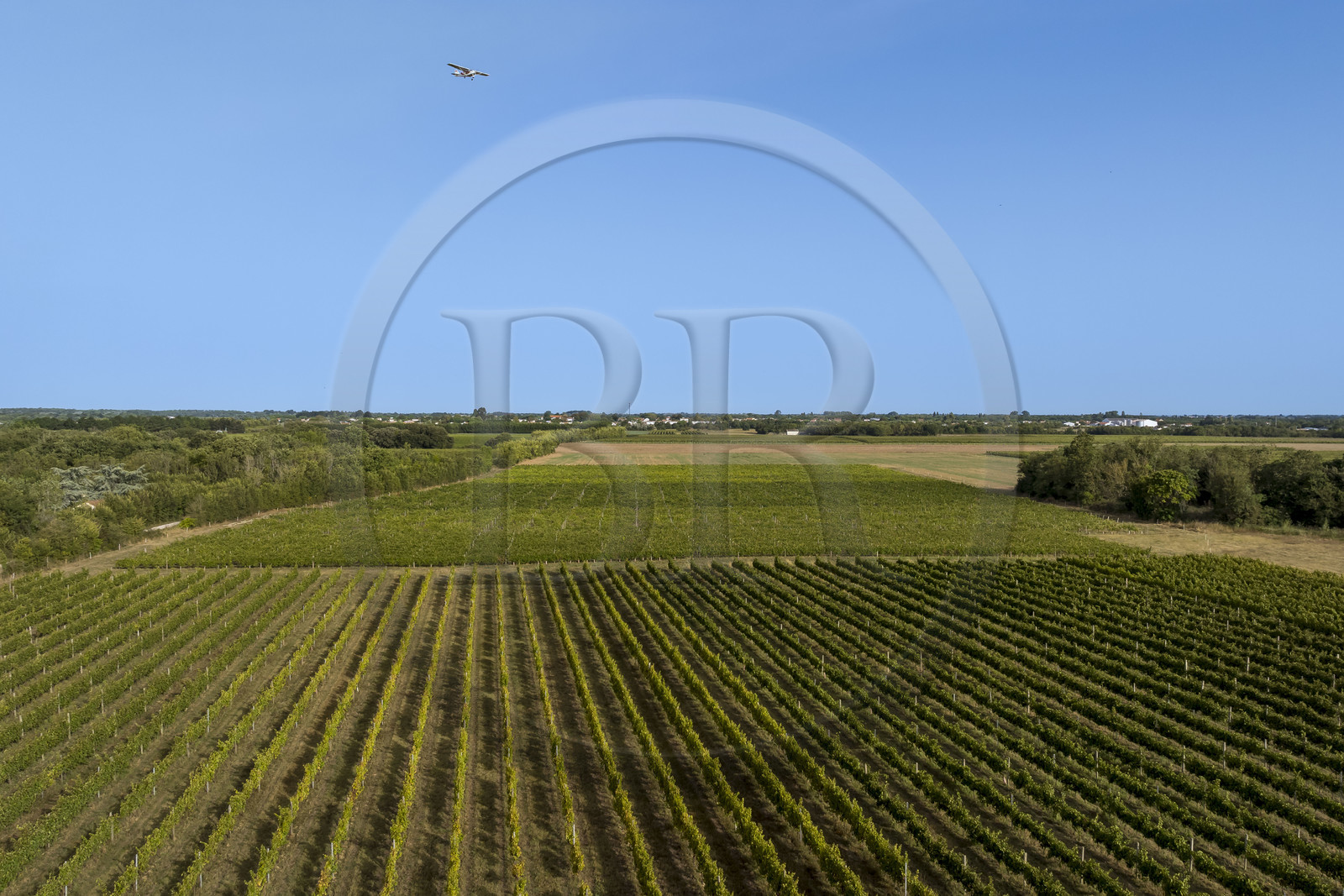 France, Charente-Maritime (17), Ile d'Oléron, Saint-Pierre-d'Oléron, hameau de La Coindrie, le vignoble survolé par un Cessna(vue aérienne)