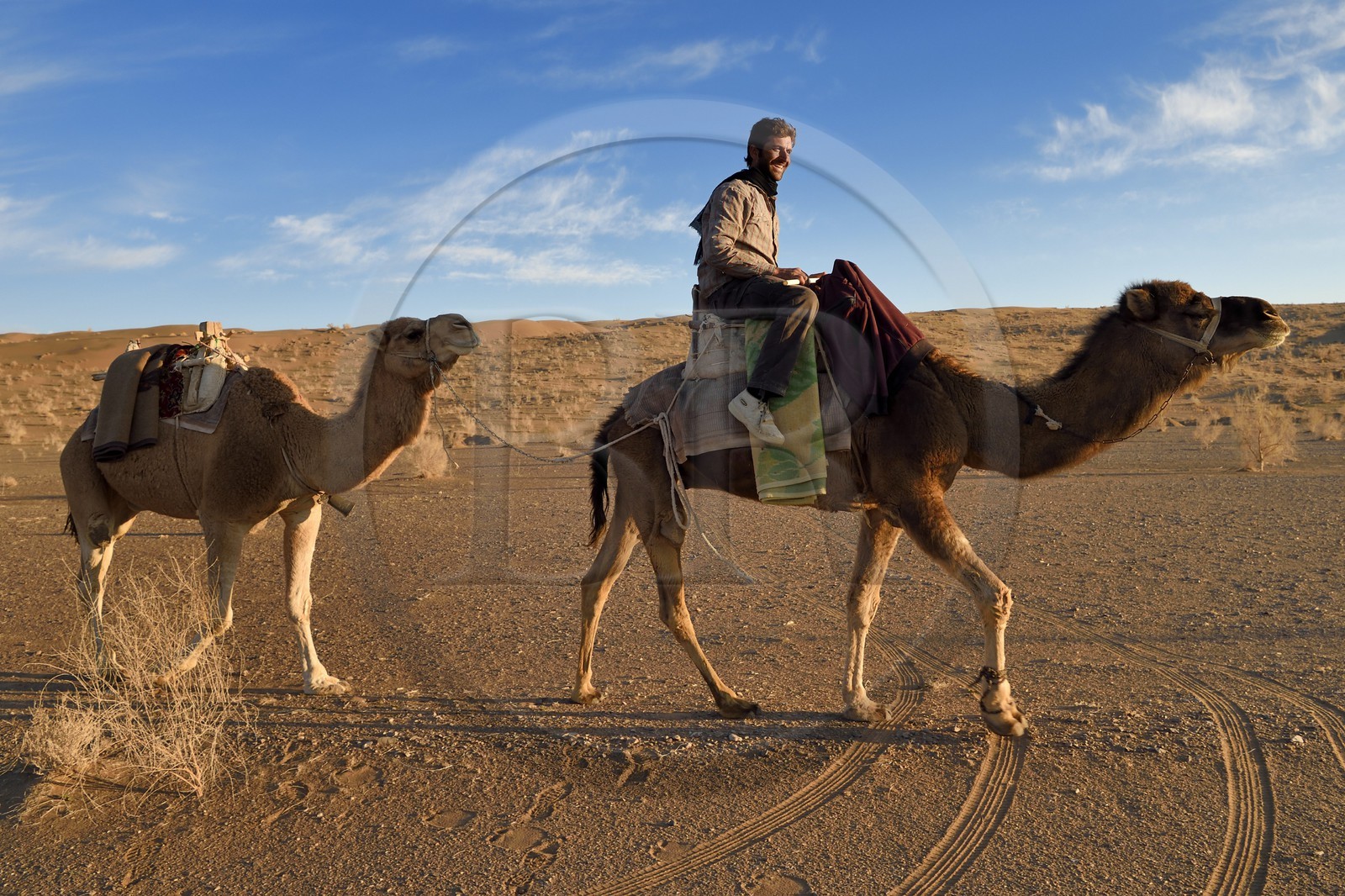 Iran, Province d'Ispahan, désert du Dasht-e Kavir, Mesr dans la région de Khur et Biabanak, chamelier montant un de ses dromadaires dans le désert au soleil couchant