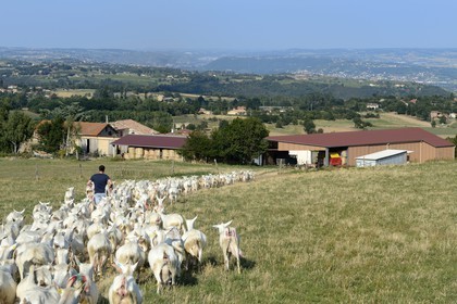 France, Loire, Parc Naturel Regional du Pilat (Natural Regional Park of Pilat), Pelussin, production by the GAEC de la Cabriole from Rigotte de Condrieu AOC goat cheese, herd of goats grazing back at the farm
