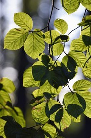 France, Seine-Maritime, Pays de Caux, Tourville sur Arques, beech leaf