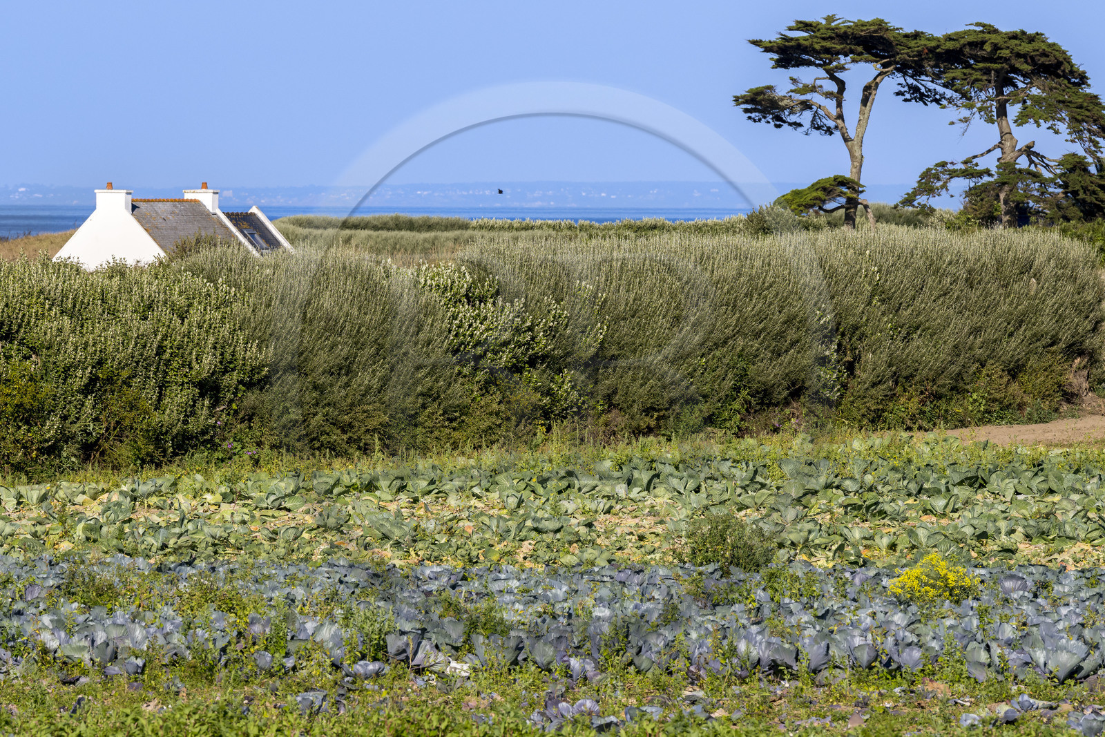 France, Finistère (29), Iles du Ponant, Ile de Batz, culture du choux dans un champ