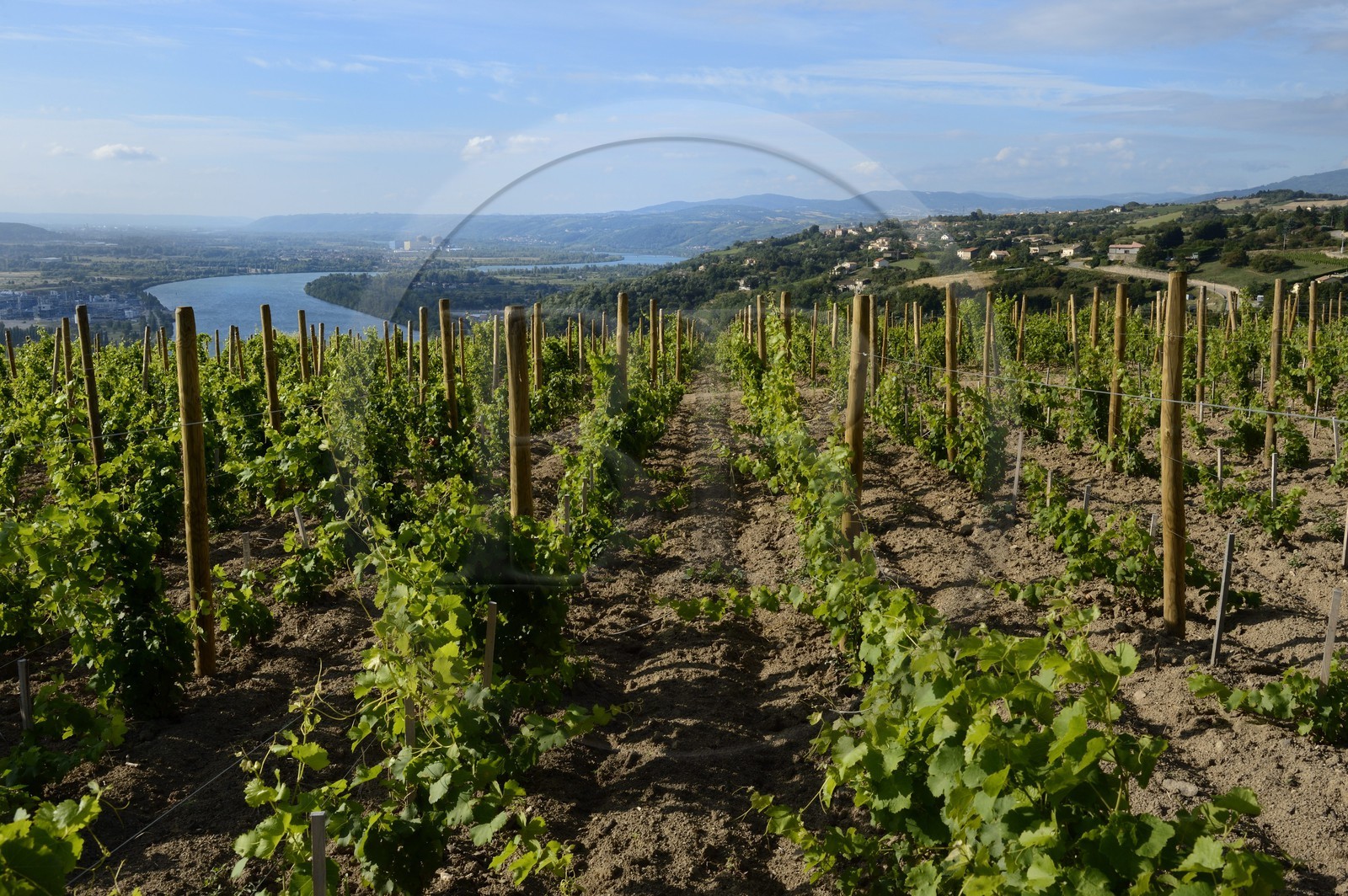 France, Rhône (69), vue sur le Rhône depuis les hauteurs du village de Condrieu et son vignoble