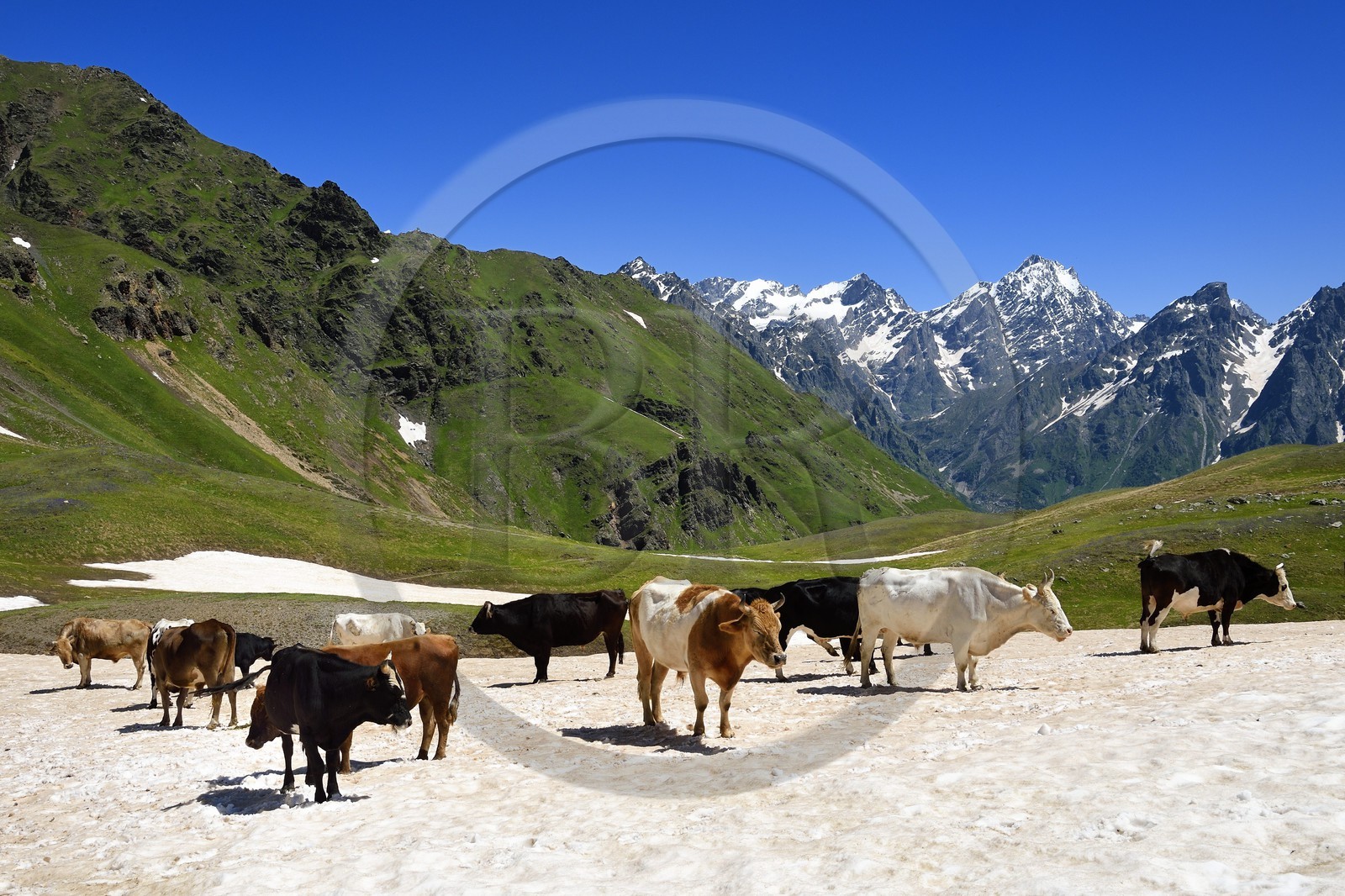Géorgie, Haute Svanétie (Zemo Svaneti), Mestia, troupeau de vache autour du lac Koruldi sur les contrefort du mont Ouchba (Ushba) Géorgie, Haute Svanétie (Zemo Svaneti), Mestia, troupeau de vache autour du lac Koruldi sur les contrefort du mont Ouchba (Ushba)