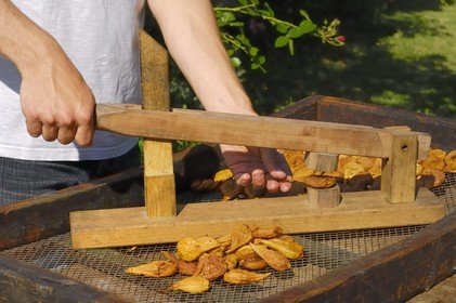 France, Indre et Loire, Rivarennes, poires tapees (local and traditional dryed pears on wood stove) by Christine and Yves Herin