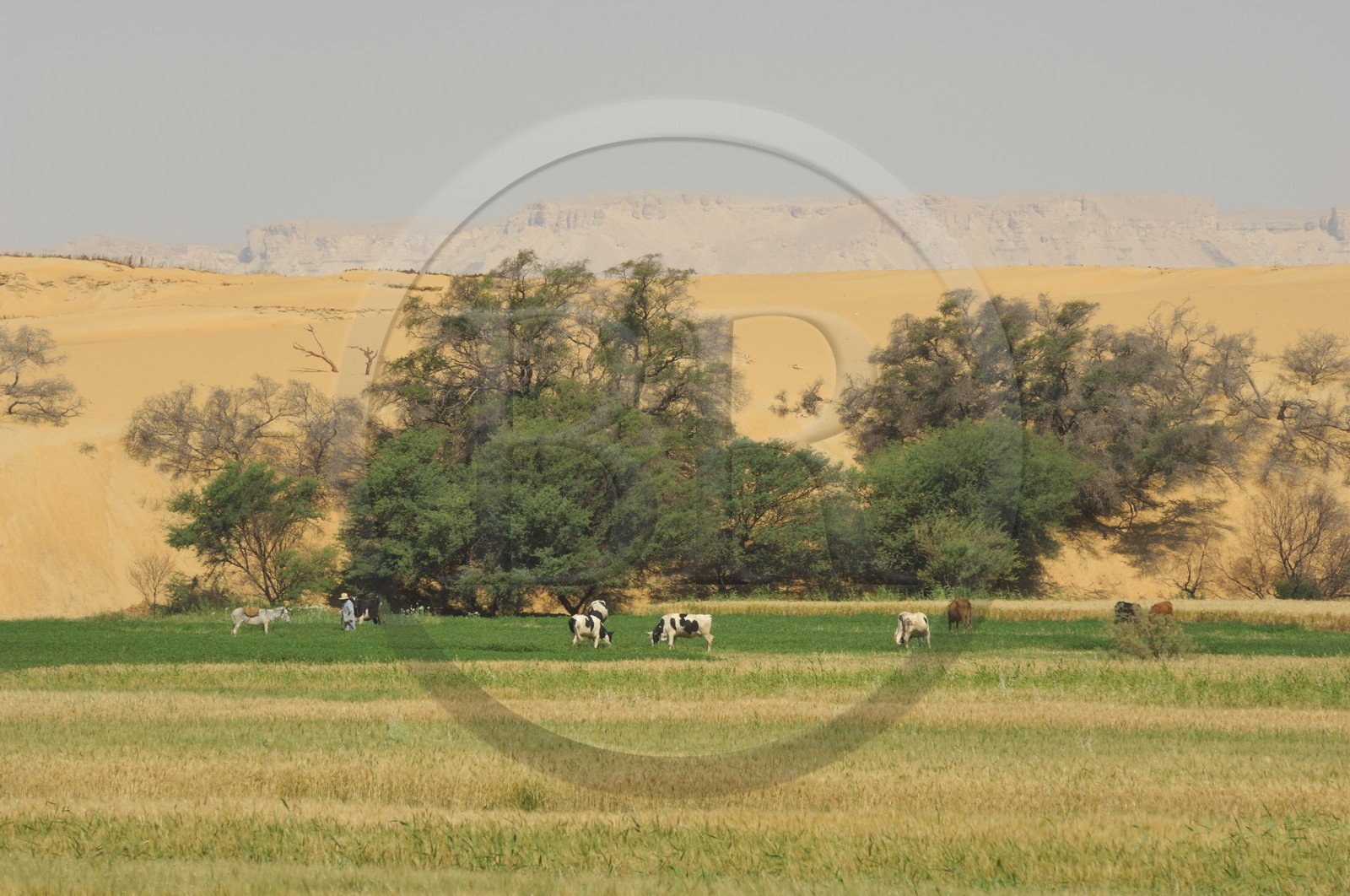 Egypte, désert libyque, oasis de Dakhla, travaux des champs