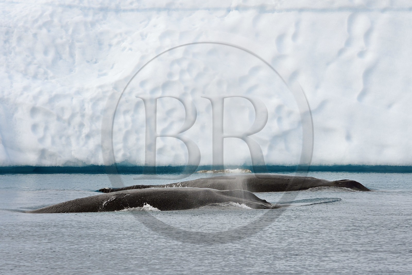 Groenland, cote ouest, baie de Disko, Ilulissat, fjord glacé classé Patrimoine Mondial de l'UNESCO qui est l’embouchure maritime du glacier Sermeq Kujalleq, baleines à bosse ou rorquals à bosse (Megaptera novaeangliae)