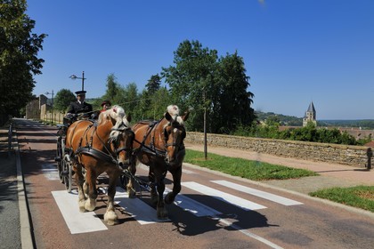 France, Saône et Loire (71), Cluny, attelage du Haras national