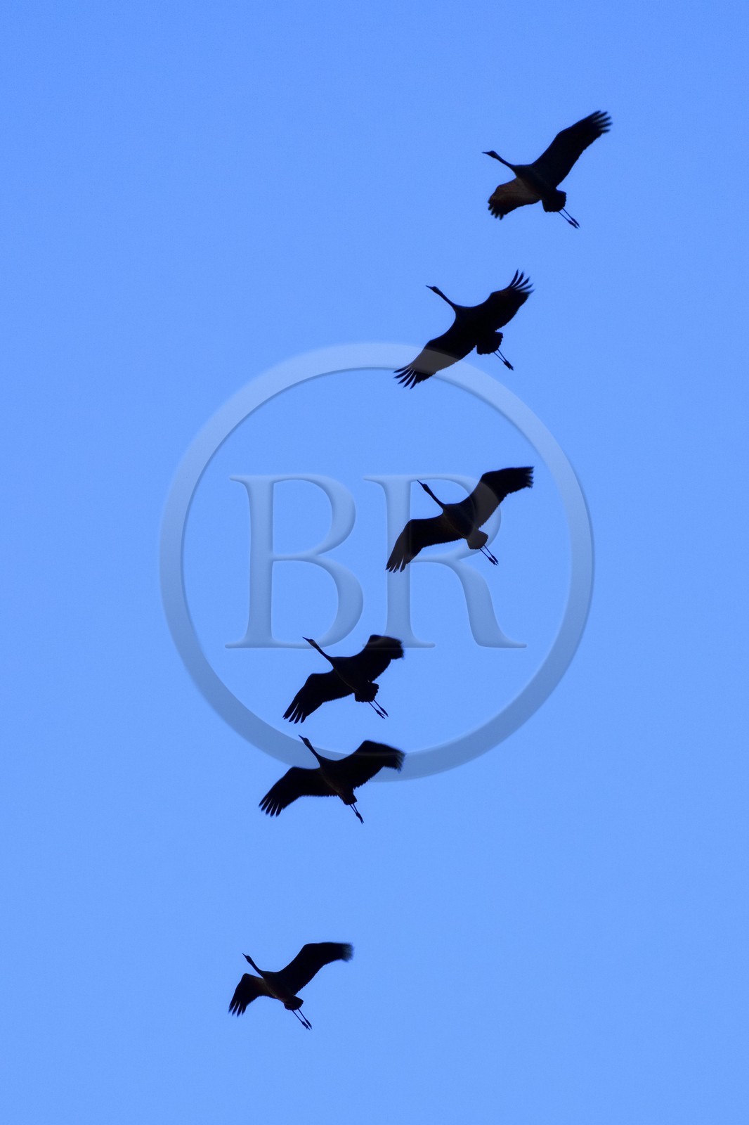 France, Indre (36), le Berry, parc naturel régional de la Brenne, Rosnay, étang de la Mer Rouge, grue cendrée (grus grus), vol au coucher de soleil
