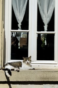 France, Val-d'Oise (95), Vétheuil, chat au bord de la fenetre