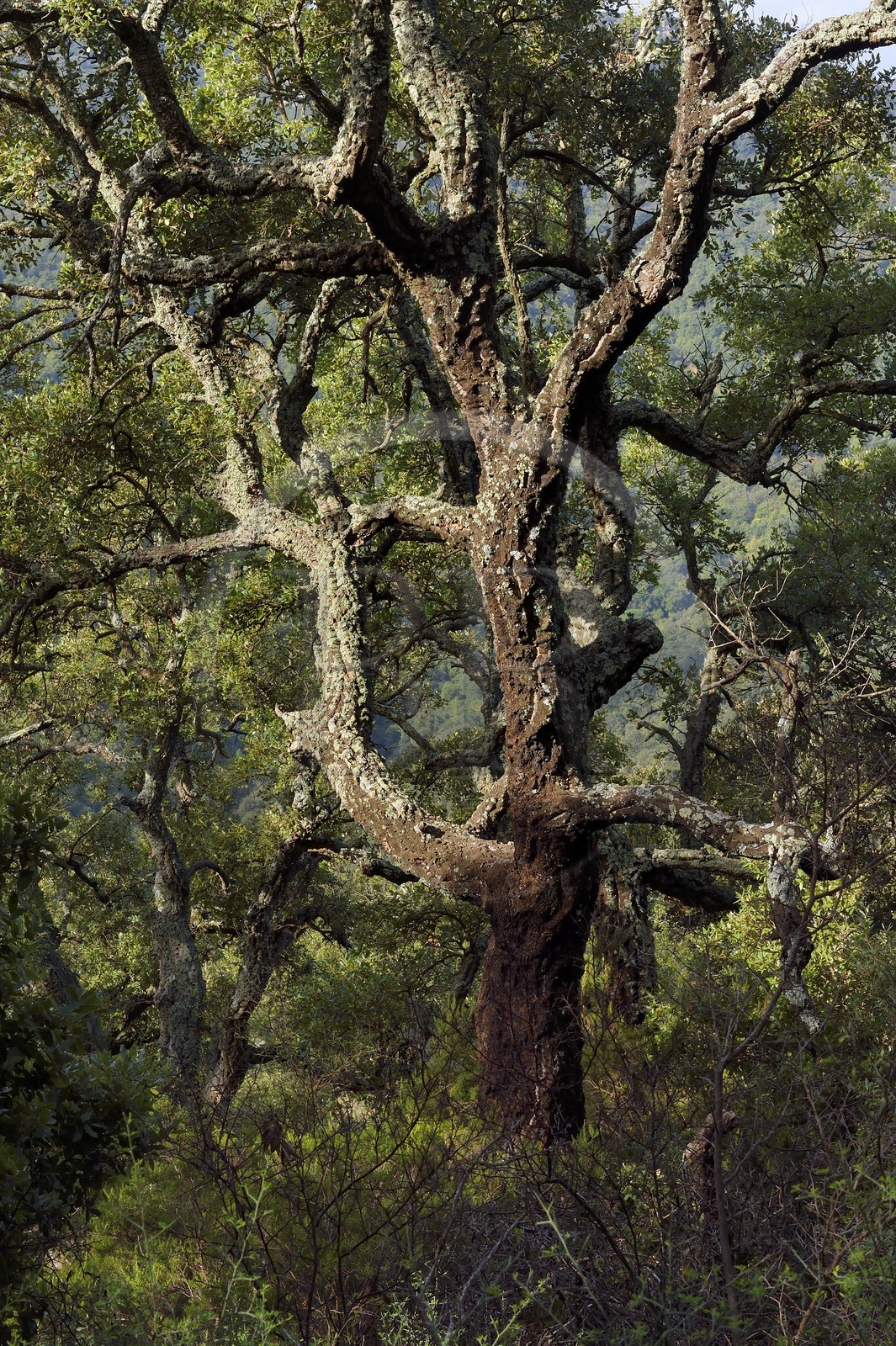 France, Var (83), Massif des Maures, Collobrières, chêne liège (Quercus suber)