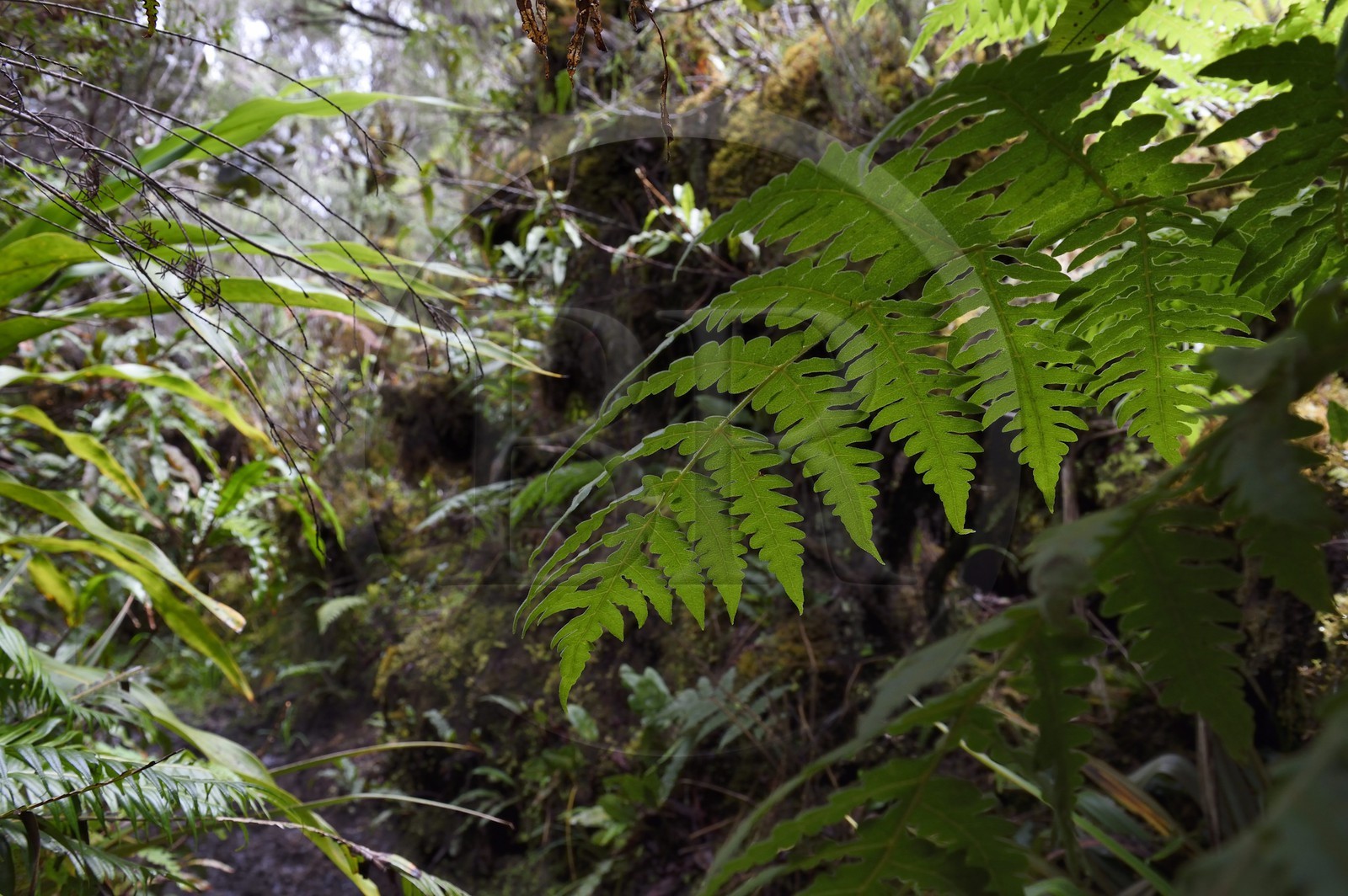 France, Ile de la Reunion, Saint Benoit, Parc national de La Reunion, classé Patrimoine Mondial de l'UNESCO, foret de Bébour, sentier de Bras Cabot