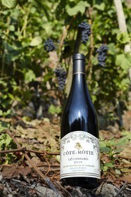 France, Rhone, Parc Naturel Regional du Pilat (Natural Regional Park of Pilat), Ampuis, Cote Rotie AOC vineyards in the Gilles Barge domain