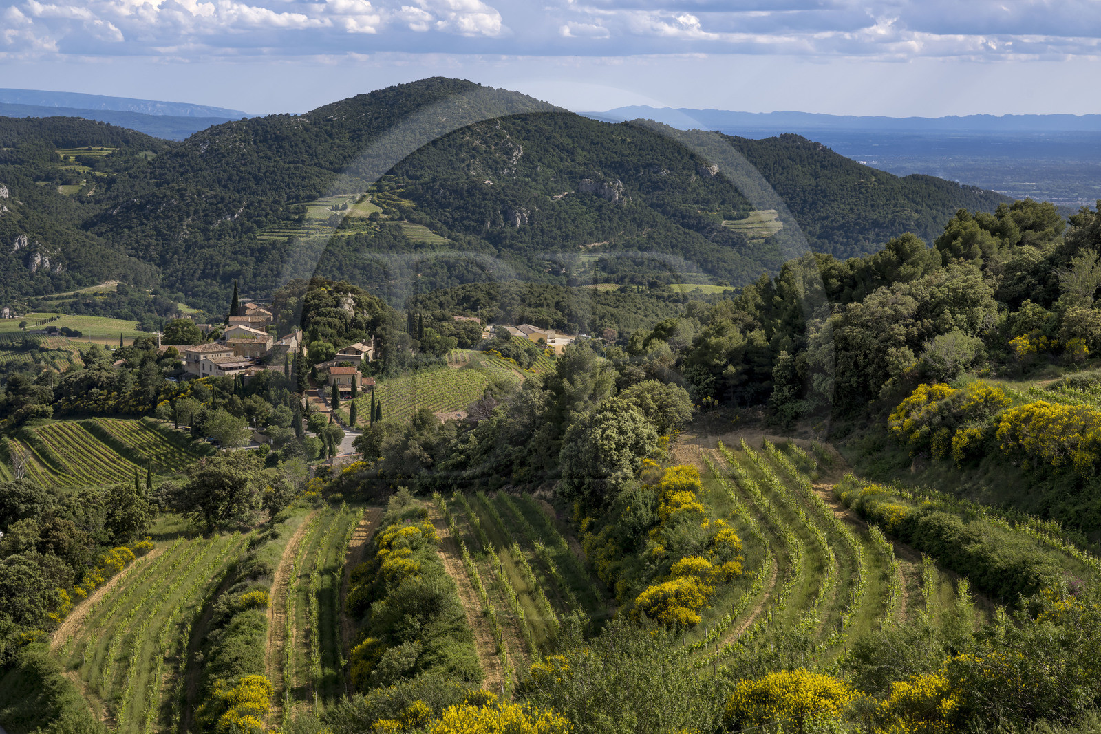 France, Vaucluse (84), Dentelles de Montmirail, les vignes en restanques autour du village de Suzette
