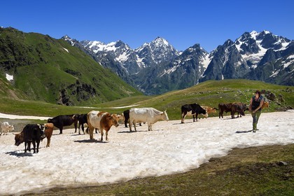 Georgia, Upper Svaneti (Zemo Svaneti), Mestia, hiker and herd of cow around the Koruldi Lake on the foothills of Mount Ushba