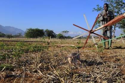 Tanzania, university of Morogoro, the Apopo detection rat technology for mines, rat trainig for detection of TNT on the field