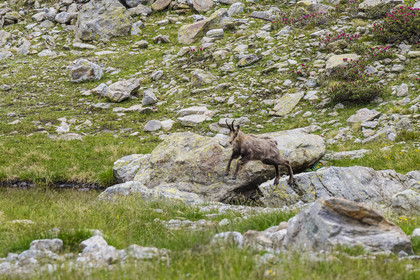 France, Alpes-Maritimes, Parc National du Mercantour (Mercantour national park), Haute Vesubie, Saint Martin Vesubie, Val du Haut Boréon, the jump of chamois (Rupicapra rupicapra) towards the Trecolpas lake