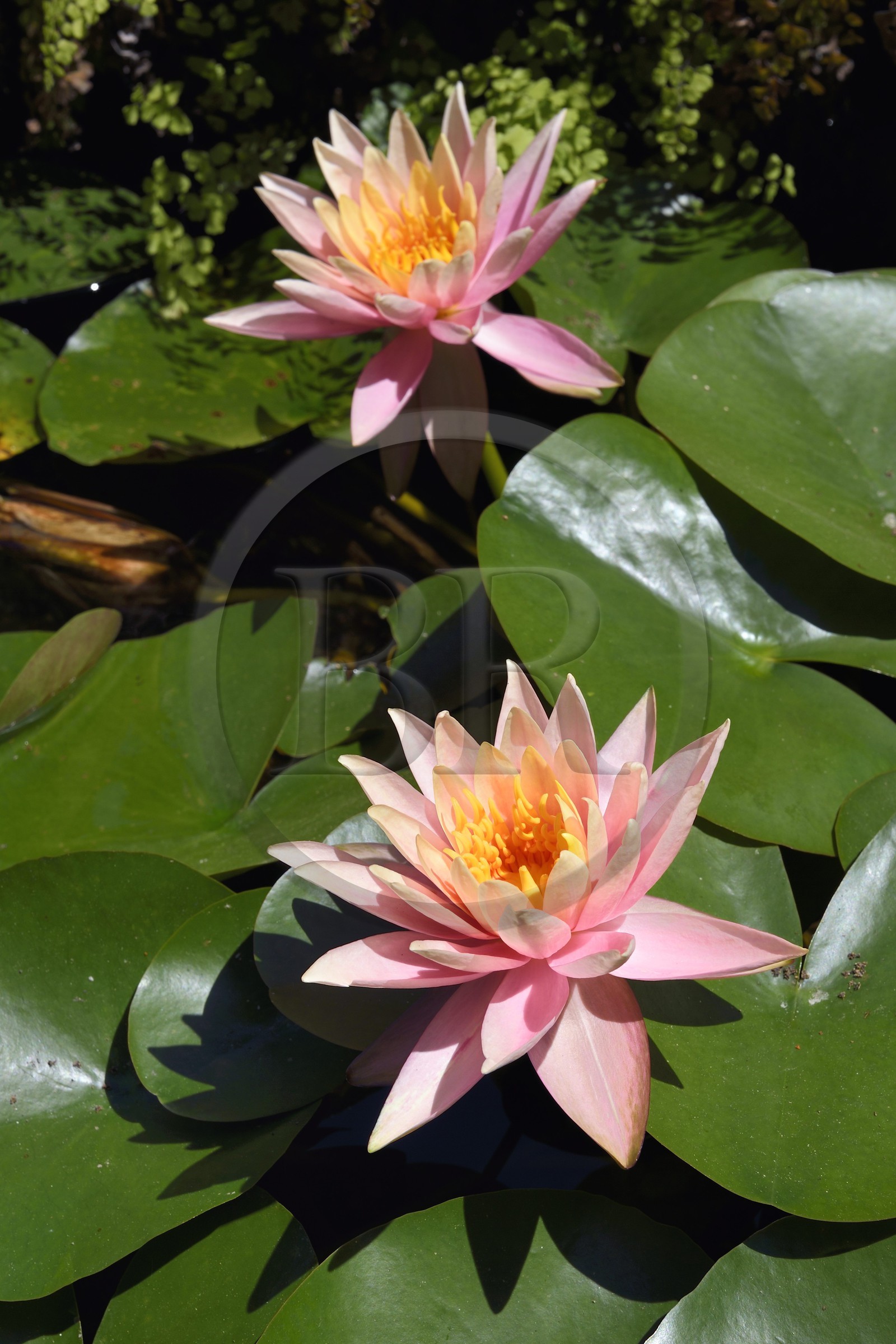 France, Alpes-Maritimes (06), Menton, Jardin Fontana Rosa, fleur de nénupha
