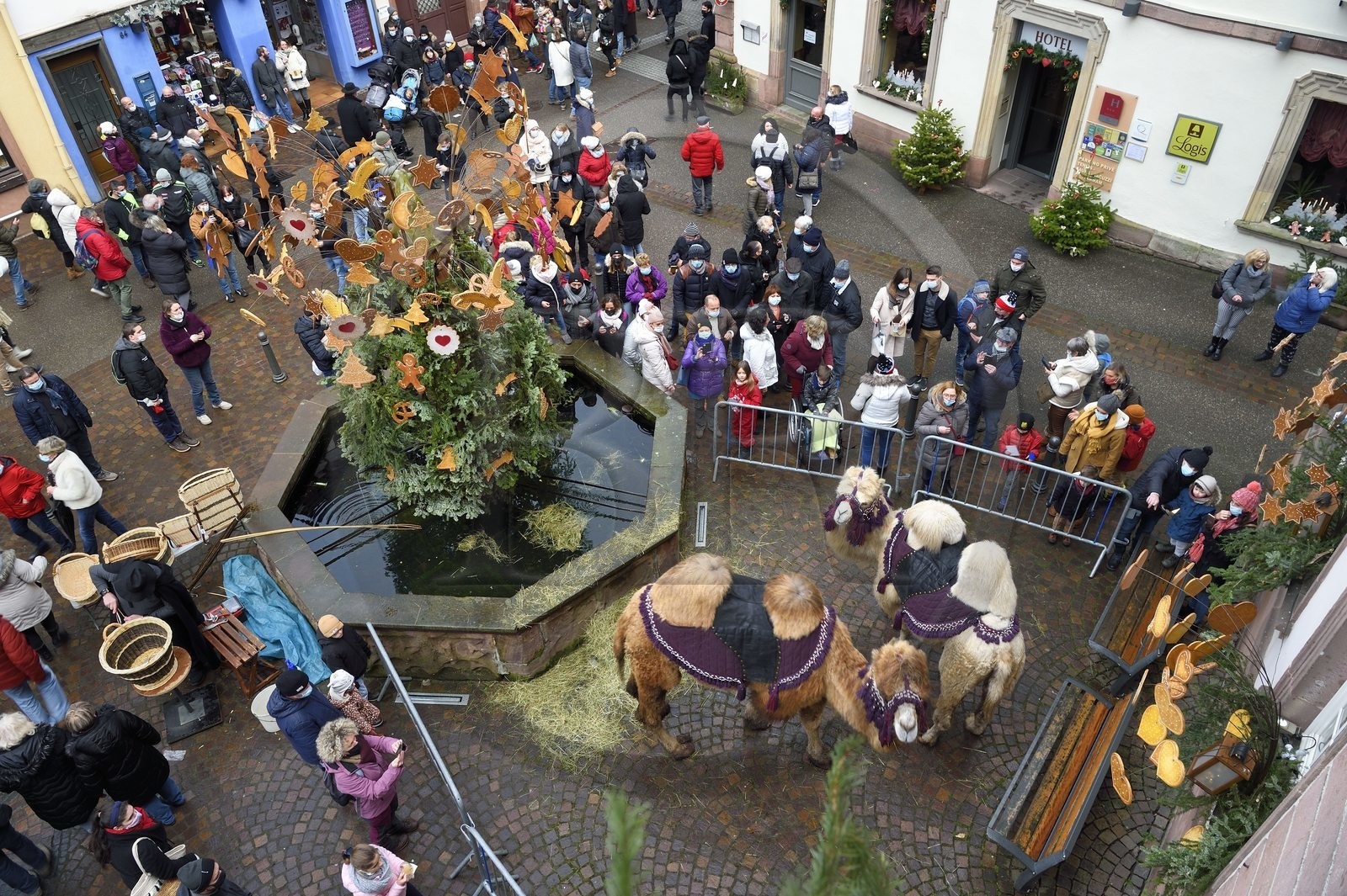 France, Haut-Rhin (68), Ribeauvillé, le marché de Noël médiéval, deux dromadaires des Rois mages sur la place devant la Tour des Bouchers