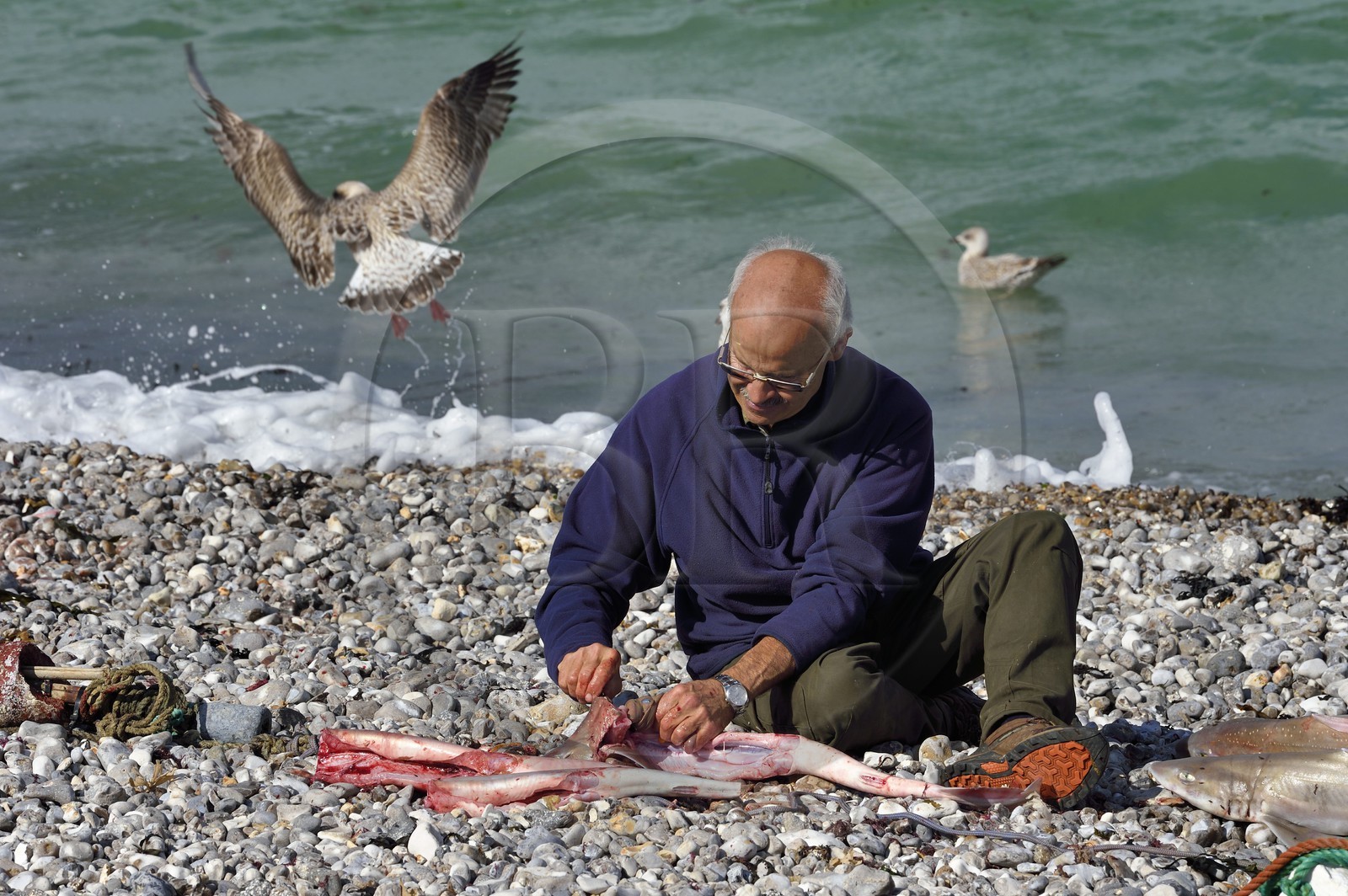 France, Seine-Maritime (76), Côte d'Albâtre, Pays de Caux, Yport, port d'echouage sur la plage, le pecheur Alain Moulin vidant un requin-hâ (Galeorhinus galeus)