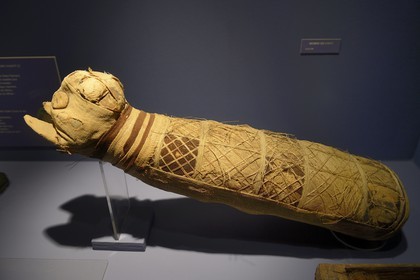 France, Ille-et-Vilaine (35), Rennes, musée des beaux-arts (MBAR), antiquités egyptiennes, momie de chat