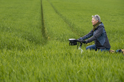 France, Vendée (85), Saint-Michel-le-Cloucq, cycliste sur la piste de la véloroute Vendée Vélo Tour au milieu des champs de blé