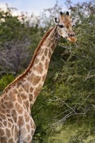 Namibie, région de Oshikoto, Parc National d'Etosha, girafe (Giraffa camelopardalis)