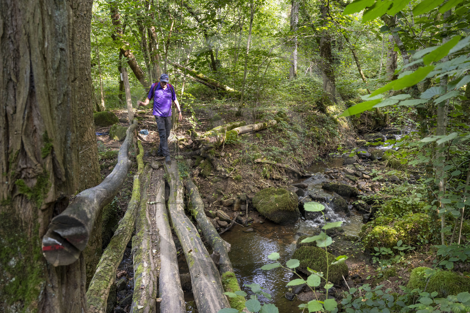 France, Yonne (89), Hervé Desruelles, agriculteur retraité et responsable du club de randonnée Terre de Légendes, dans la vallée de la rivière Cousin vers Pontaubert