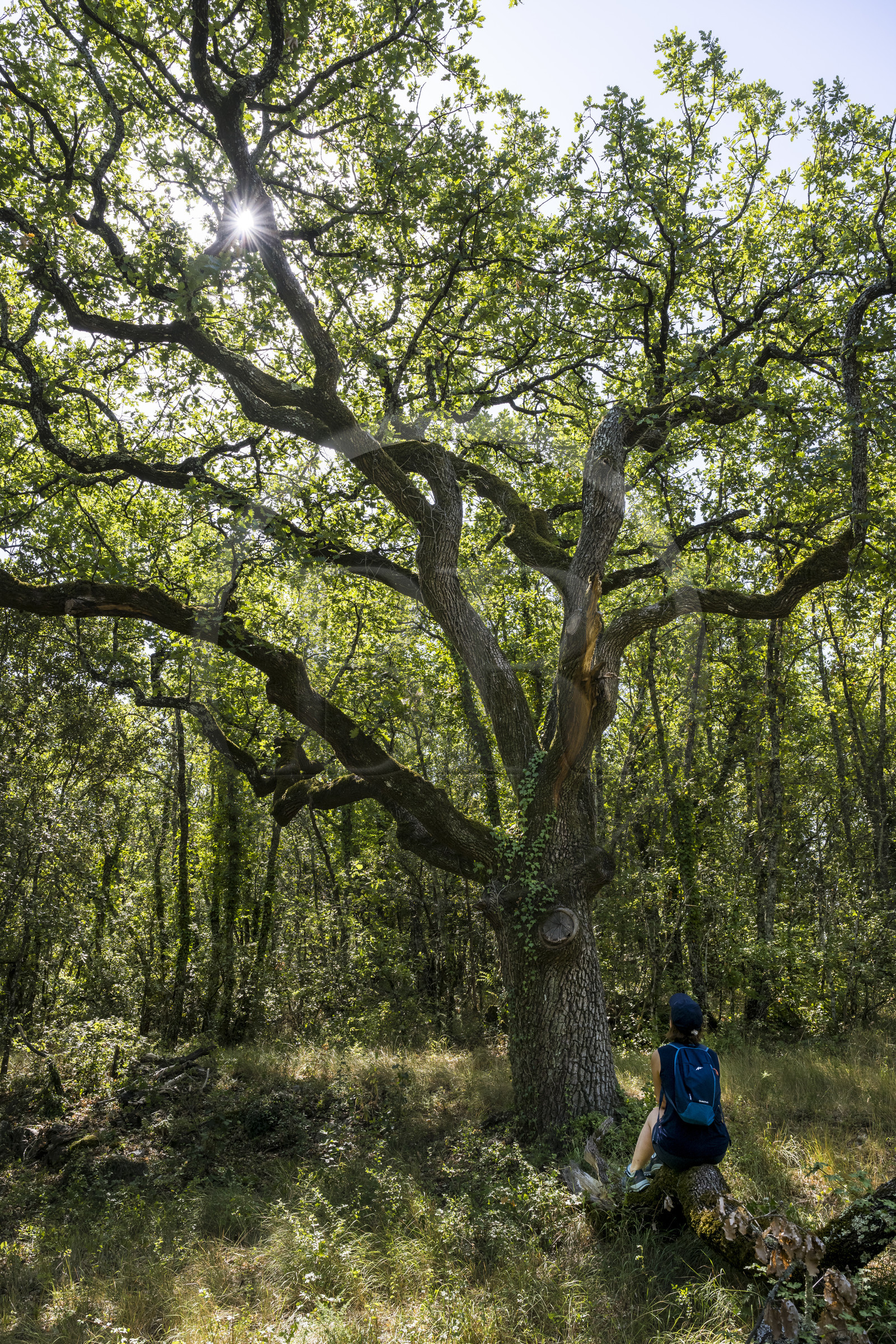France, Var (83), Provence Verte, Bras, Académie du Bain de Forêt Provençale, forêt du domaine Le Peyrourier - une campagne en Provence