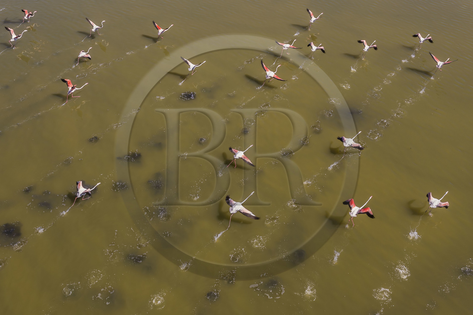 France, Hérault (34), Frontignan, envol de flamants roses (Phoenicopterus roseus) dans l'étang d'Ingril dans les anciens salins (vue aérienne)