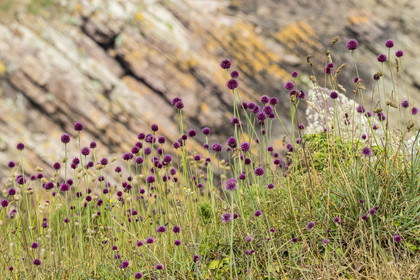 France, Côtes d'Armor (22), Grand Site de France Cap d'Erquy – Cap Fréhel, Erquy, ail à tête ronde (Allium sphaerocephalon)