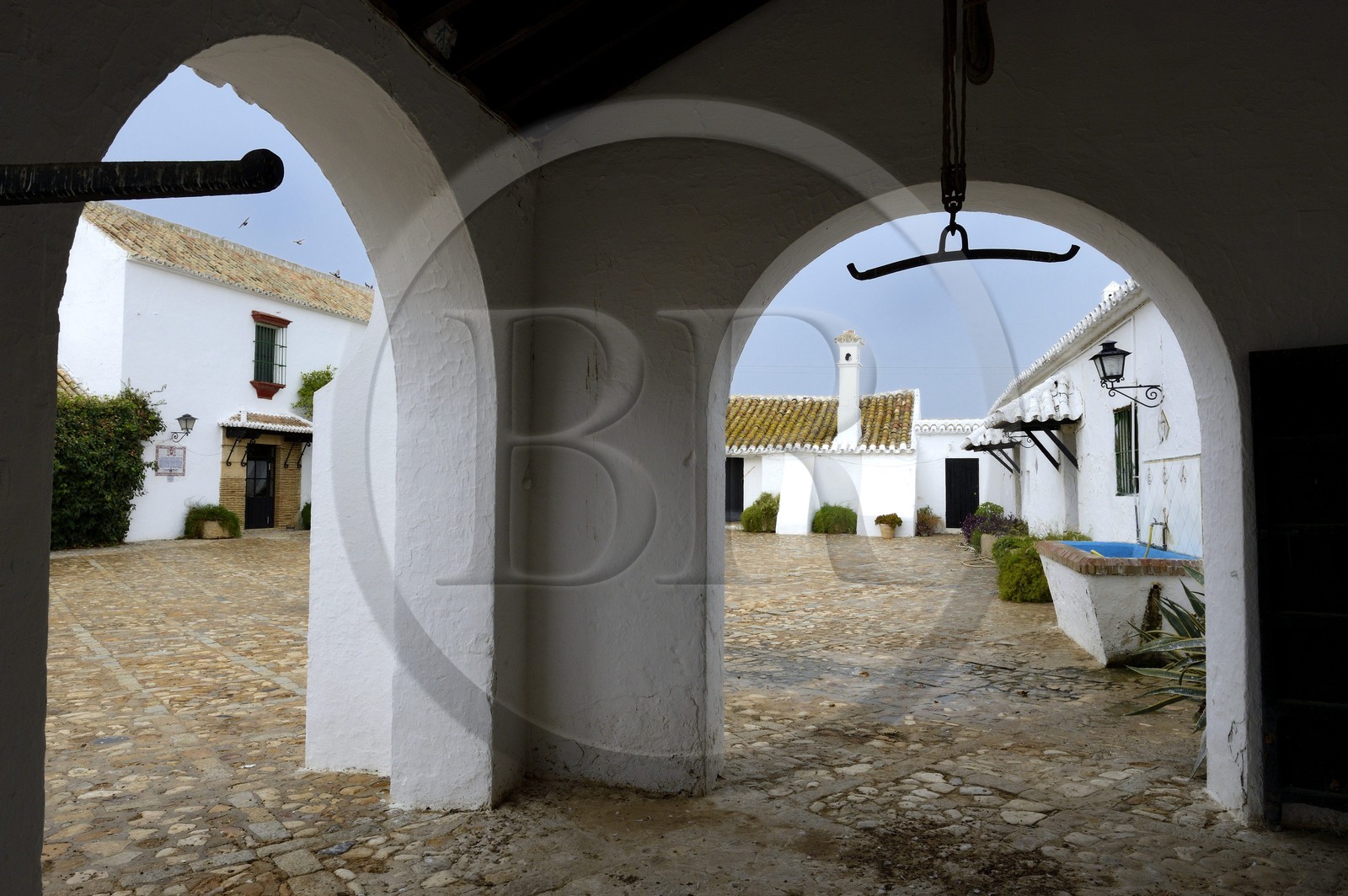 Espagne, Andalousie, province de Séville, Utrera, domaine El Toruno, élevage de taureaux de combat