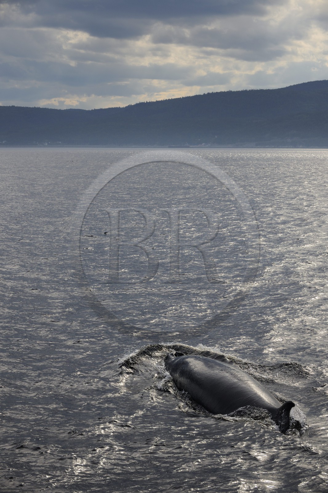 Canada, province de Québec, région de Manicouagan, Tadoussac, baleine à bosse dans le golf du Saint-Laurent
