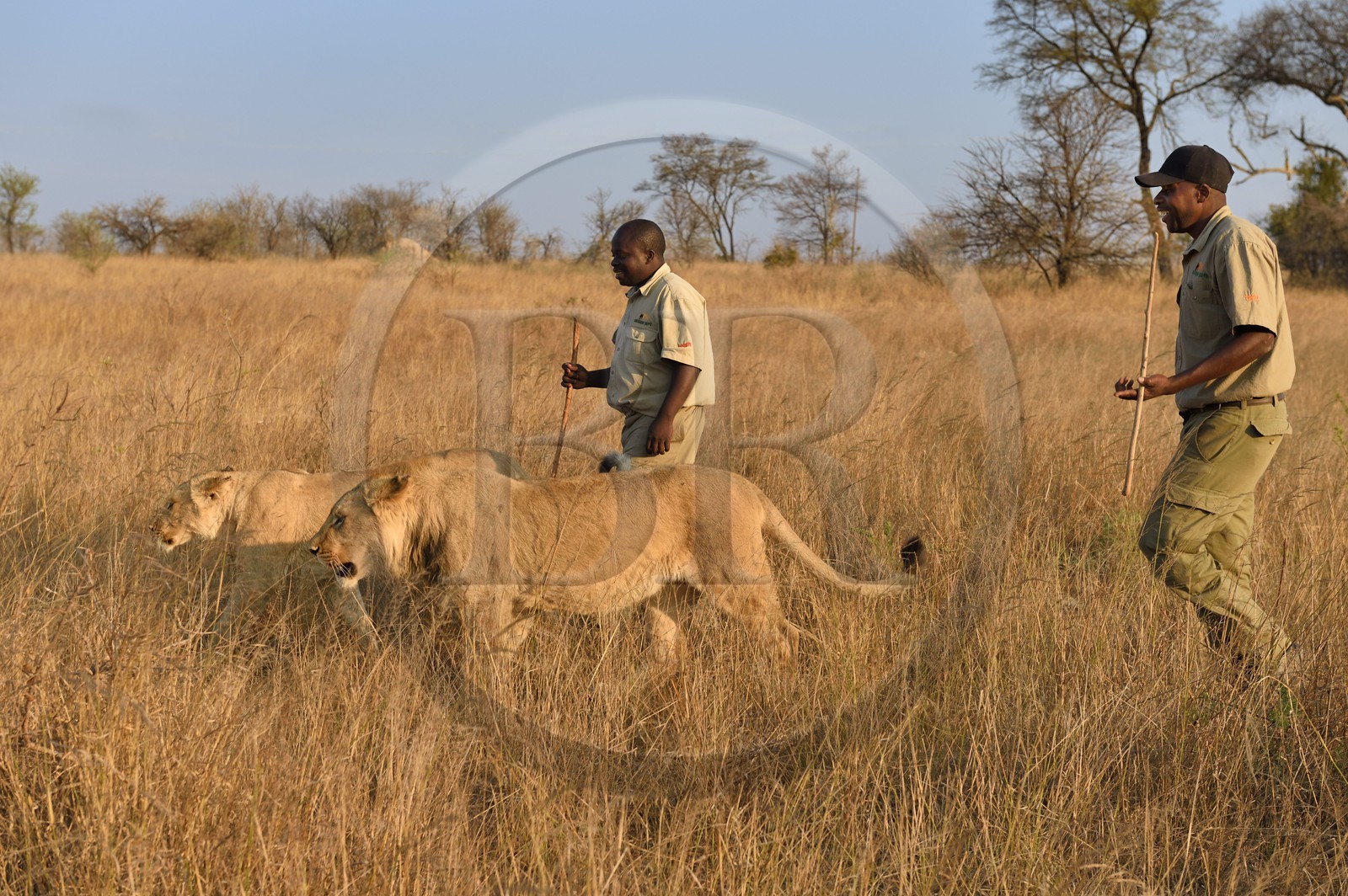 Zimbabwe, province des Midlands, Gweru, Antelope Park qui abrite ALERT (African Lion and Environmental Research Trust), marche à pied de guides - dresseurs en compagnie de lions (panthera leo) dans la brousse