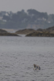 France, Finistère (29), Carantec, Réserve ornithologique des îlots de la Baie de Morlaix, phoque veau-marin, ou phoque commun (Phoca vitulina) sur l'Ile Verte