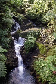 Caraïbes, Ile de la Dominique, Castle Bruce, Parc national du Morne Trois Pitons classé Patrimoine Mondial de l'UNESCO, dans le sous-bois tropical, le bassin d'émeraude (Emerald Pool) et sa cascade