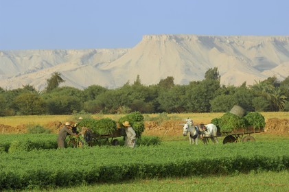Egypte, désert libyque, oasis de Dakhla, travaux des champs