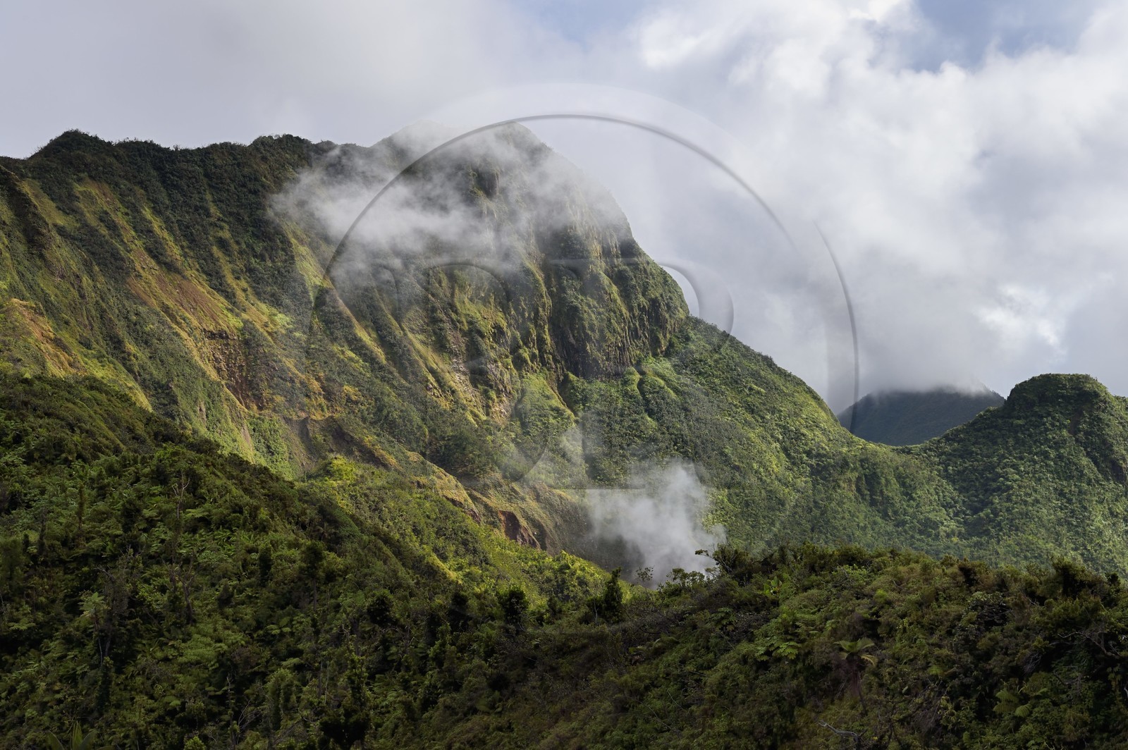 Caraïbes, Ile de la Dominique, Castle Bruce, Parc national du Morne Trois Pitons classé Patrimoine Mondial de l'UNESCO, la forêt tropicale autour du Boiling Lake dont on voit les vapeurs