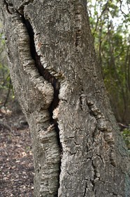 France, Var, Le Rayol Canadel sur Mer, Domaine du Rayol, Conservatoire du Littoral Estate compulsory mention, Jardin des Mediterranees designed by landscaper Gilles Clément, Cork oak (Quercus suber )
