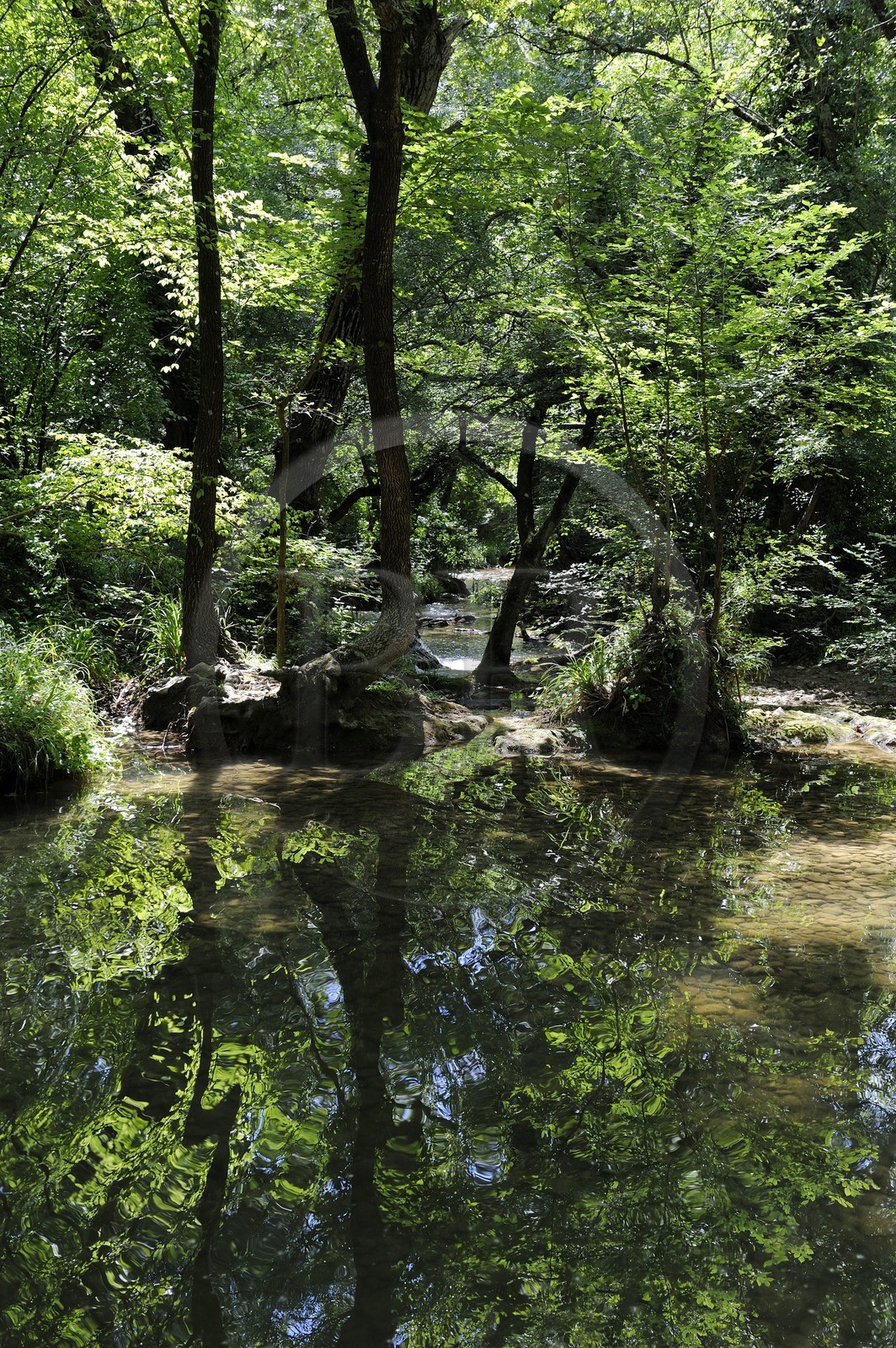 France, Var (83), Provence Verte, Tourves, rivière du Caramy dans les Gorges du Caramy