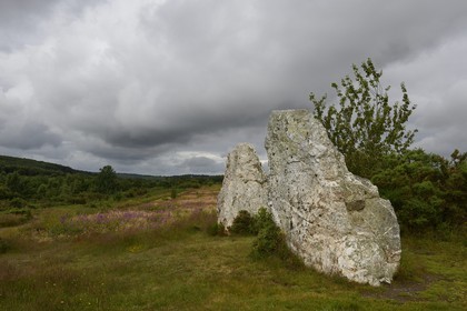 France, Ille-et-Vilaine, Saint-Just, megalithic monuments of the Lande de Cojoux, menhirs called Les Demoiselles
