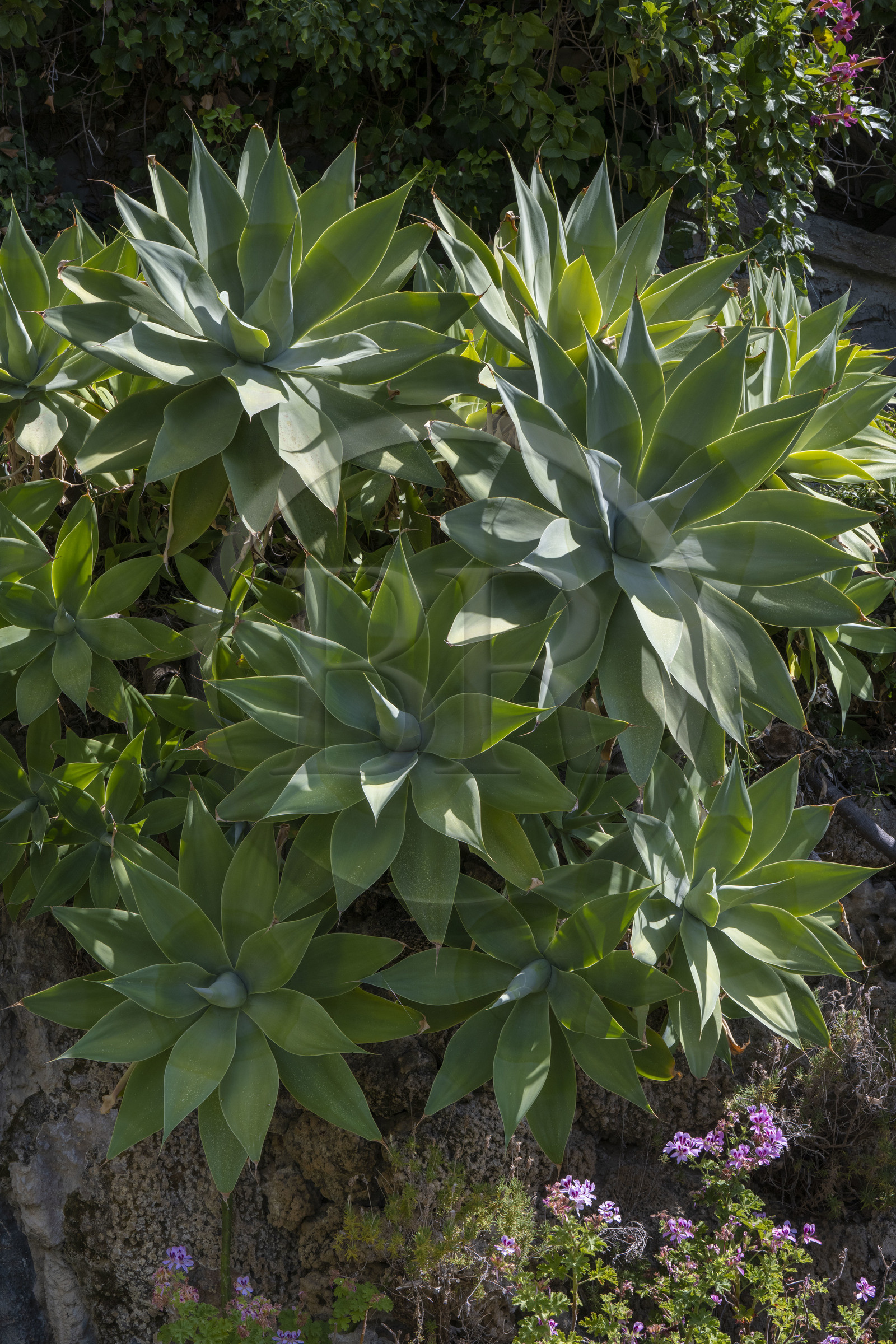 Italy, Liguria, Province of Imperia, Ventimiglia, Hanbury Botanical Garden, swan's neck agave (Agave attenuata)