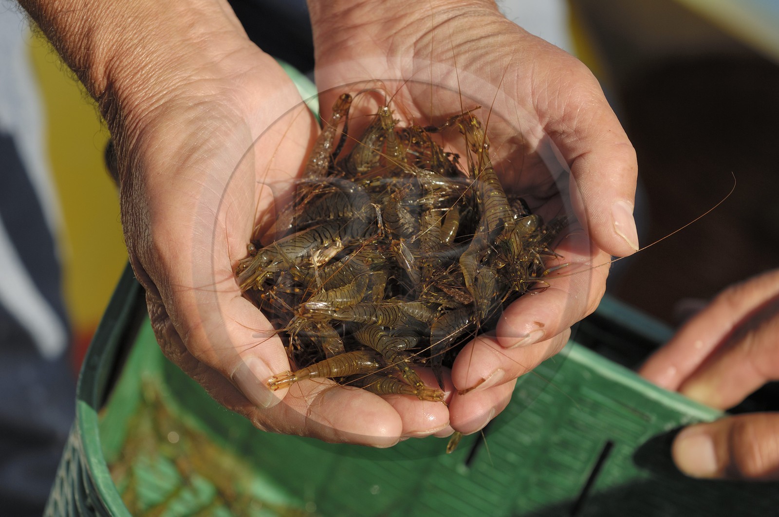 France, Manche (50), archipel des îles Chausey, bouquet de crevettes grises